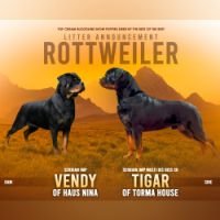 DogsIndia.com - Rottweiler - Logesh Waran - Whiteshadows