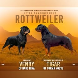 DogsIndia.com - Rottweiler - Logesh Waran - Whiteshadows