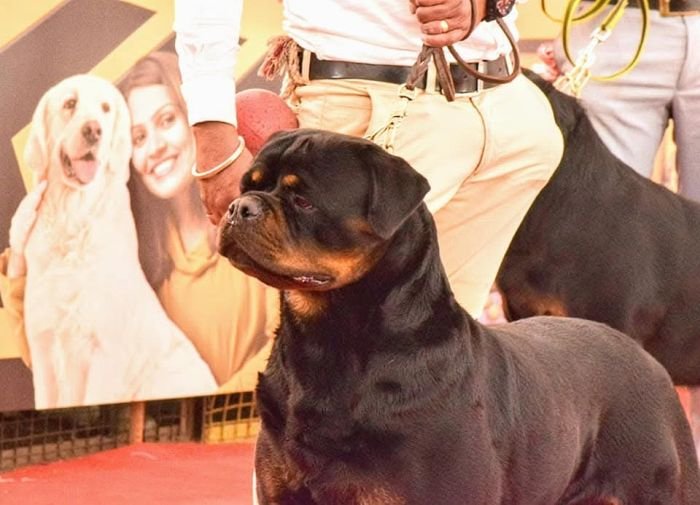 DogsIndia.com - Rottweiler - Logesh Waran - Whiteshadows