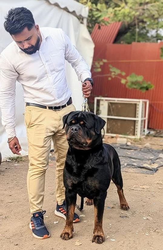 DogsIndia.com - Rottweiler - Logesh Waran - Whiteshadows