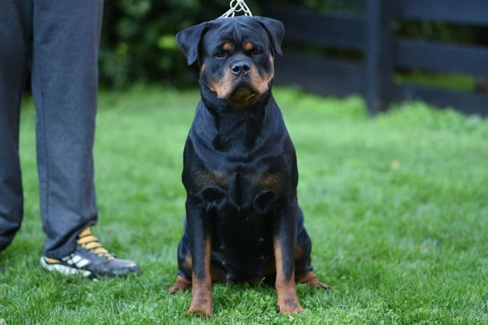 DogsIndia.com - Rottweiler - Logesh Waran - Whiteshadows