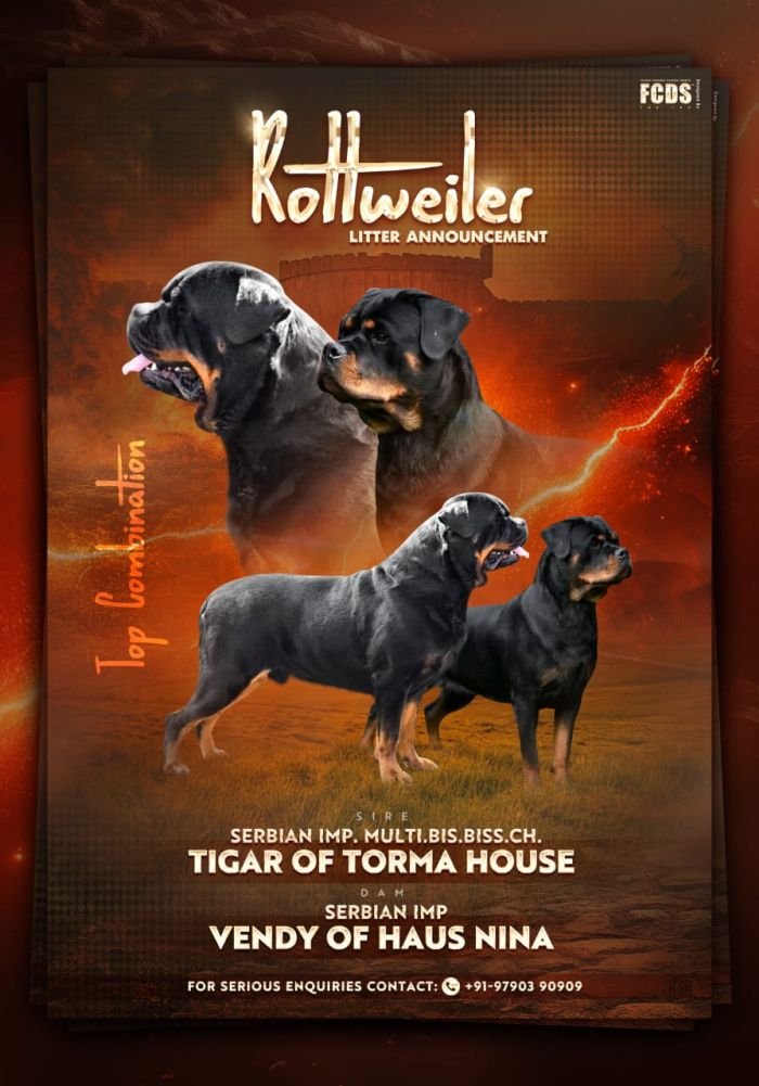 DogsIndia.com - Rottweiler - Logesh Waran - Whiteshadows
