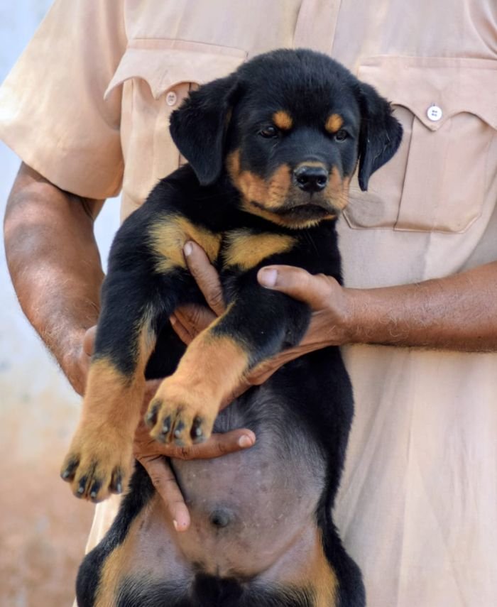 DogsIndia.com - Rottweiler - Logesh Waran - Whiteshadows