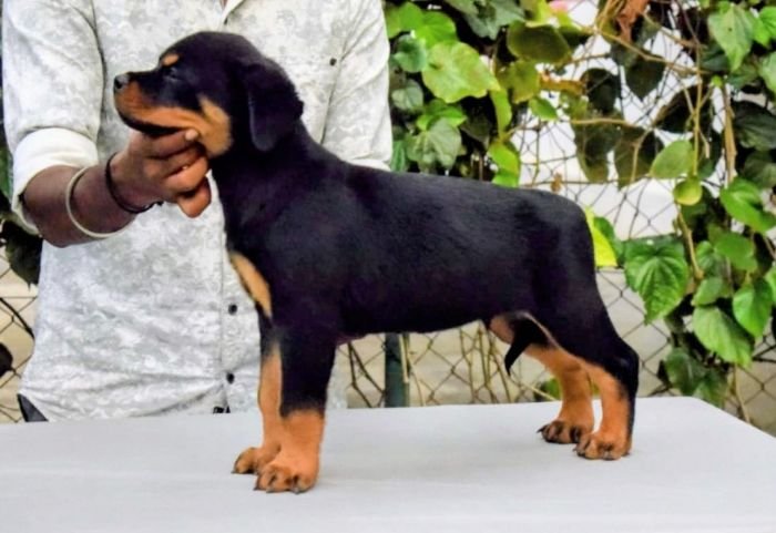 DogsIndia.com - Rottweiler - Logesh Waran - Whiteshadows