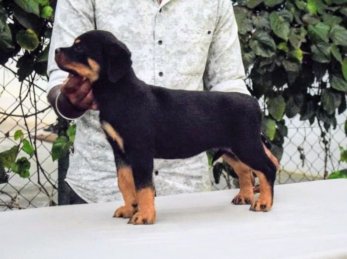 DogsIndia.com - Rottweiler - Logesh Waran - Whiteshadows