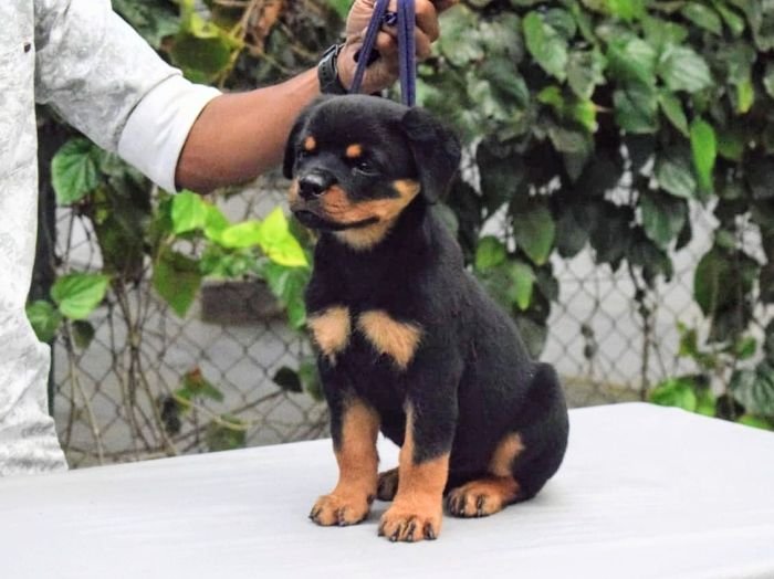 DogsIndia.com - Rottweiler - Logesh Waran - Whiteshadows