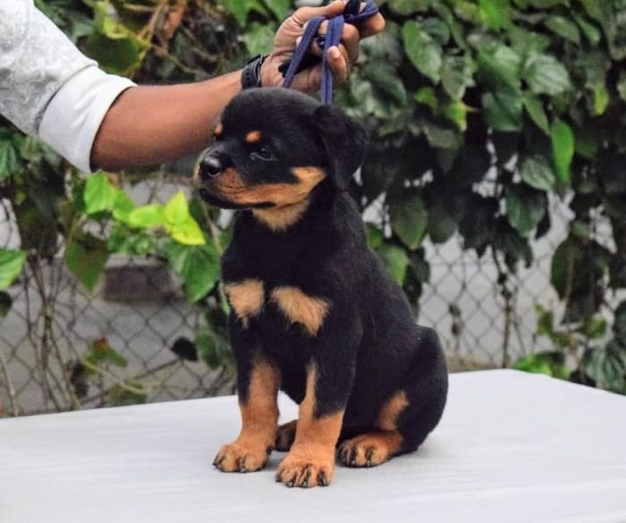 DogsIndia.com - Rottweiler - Logesh Waran - Whiteshadows