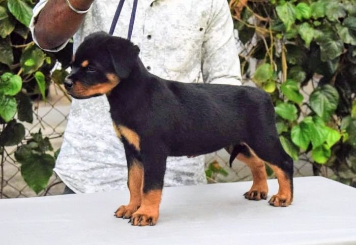 DogsIndia.com - Rottweiler - Logesh Waran - Whiteshadows