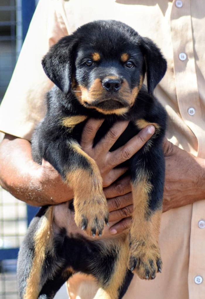 DogsIndia.com - Rottweiler - Logesh Waran - Whiteshadows