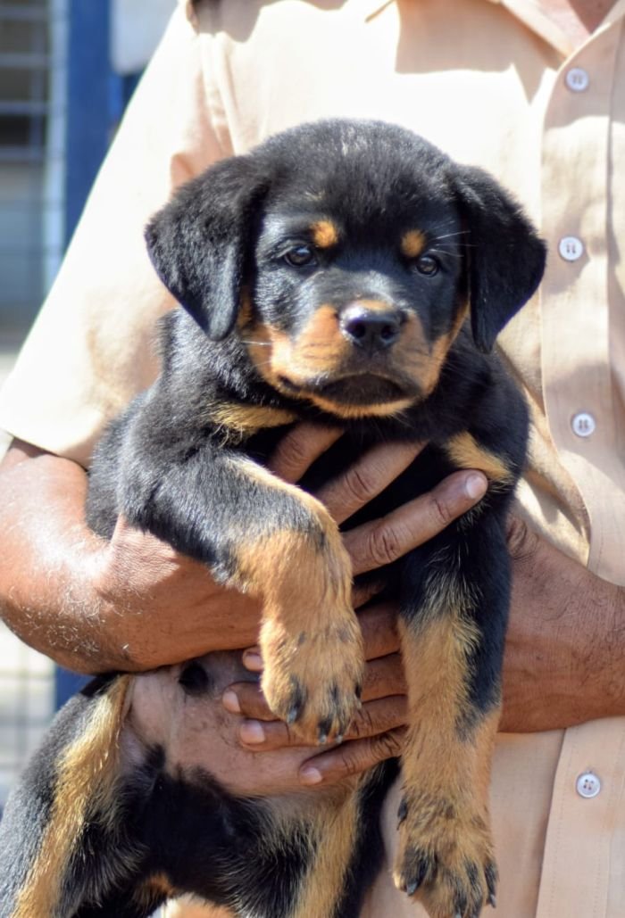 DogsIndia.com - Rottweiler - Logesh Waran - Whiteshadows