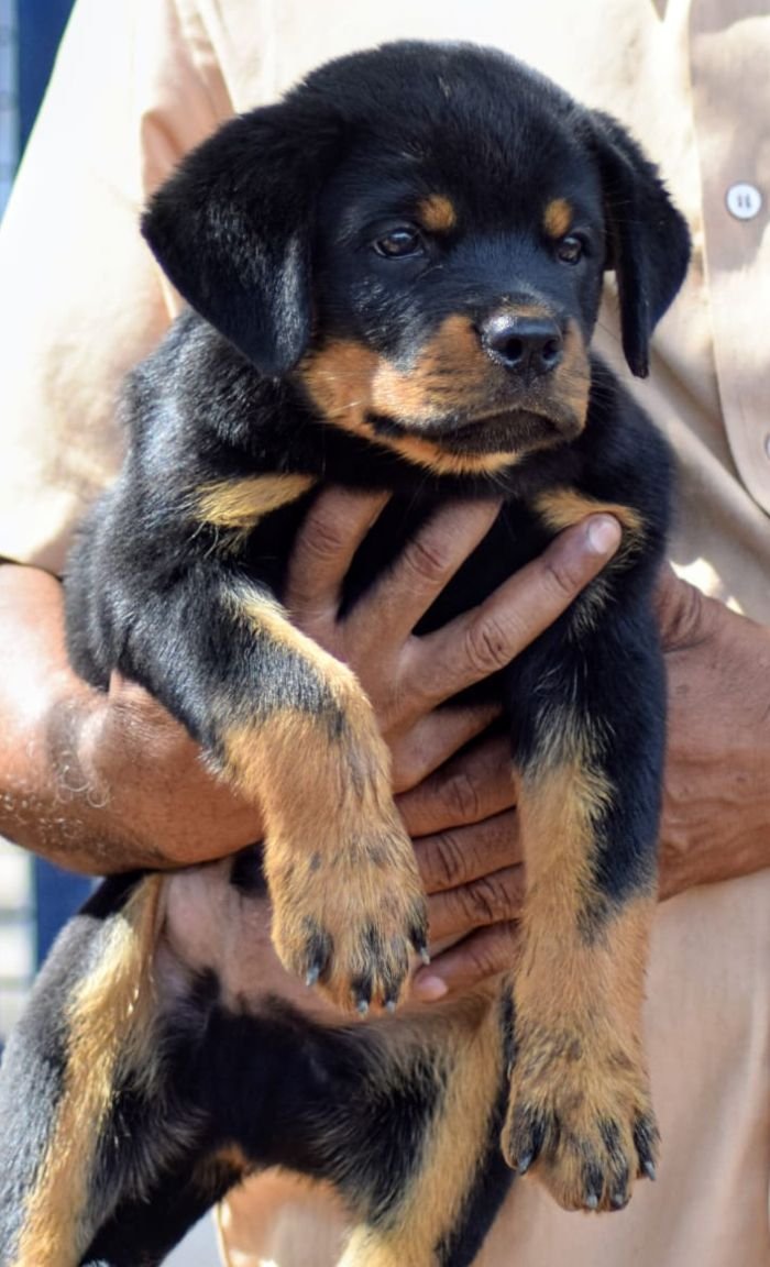 DogsIndia.com - Rottweiler - Logesh Waran - Whiteshadows