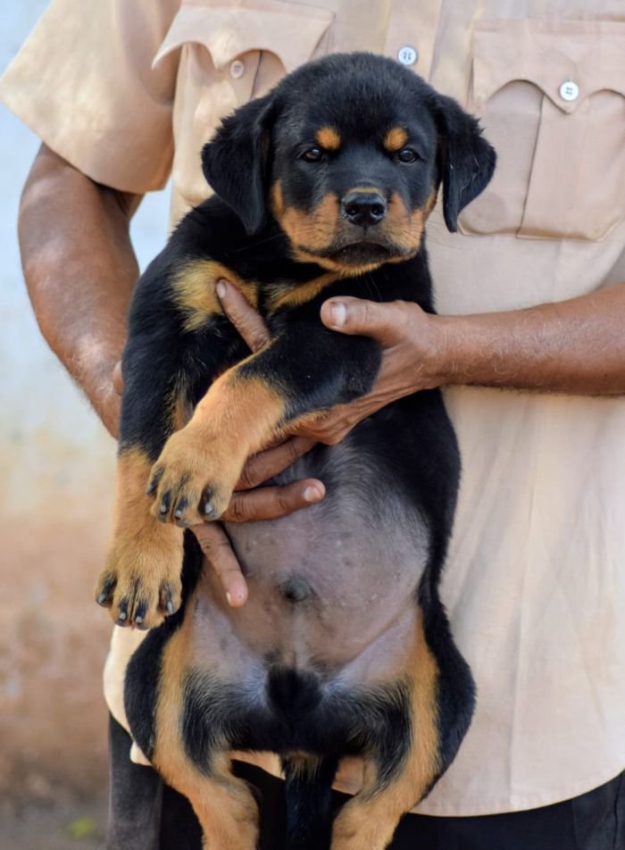 DogsIndia.com - Rottweiler - Logesh Waran - Whiteshadows