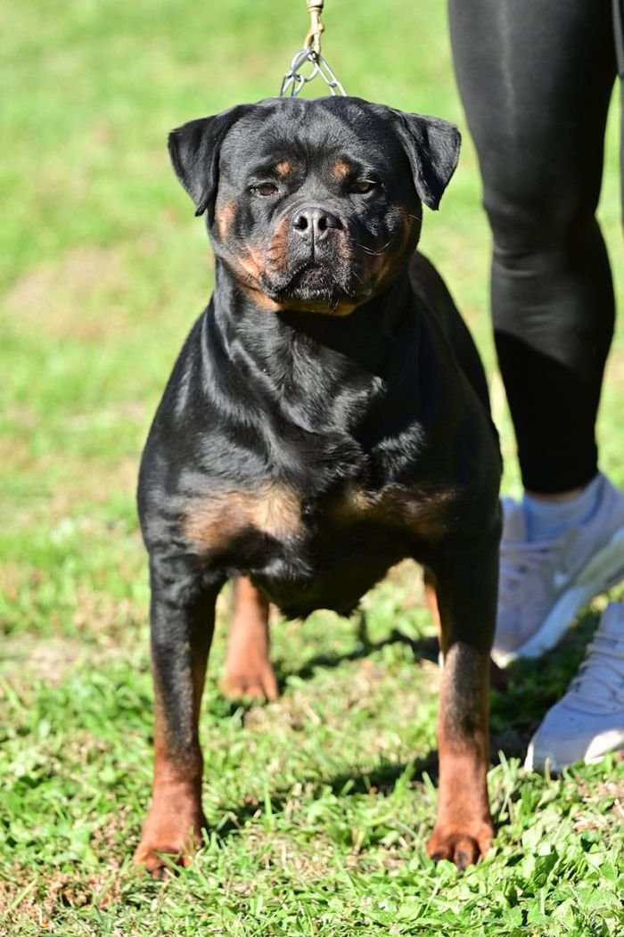 DogsIndia.com - Rottweiler - Logesh Waran - Whiteshadows