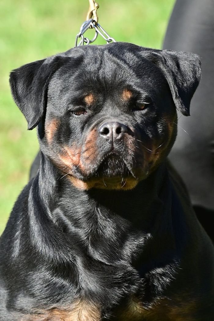 DogsIndia.com - Rottweiler - Logesh Waran - Whiteshadows