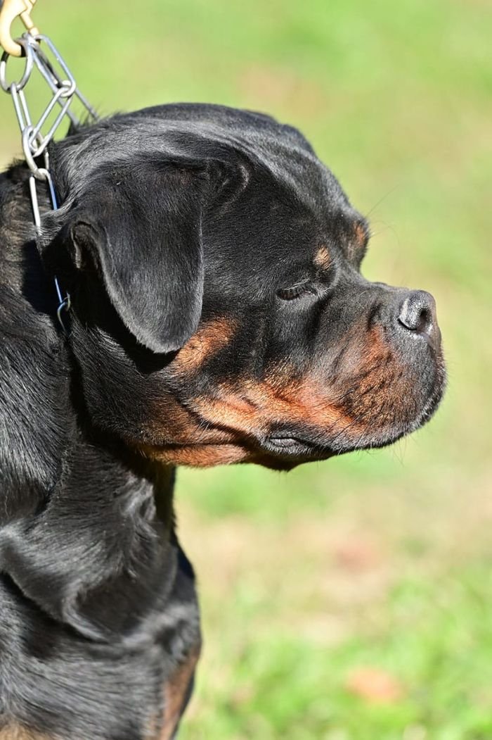 DogsIndia.com - Rottweiler - Logesh Waran - Whiteshadows