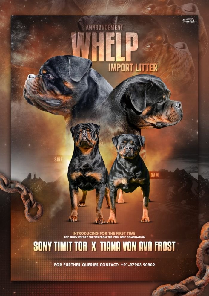DogsIndia.com - Rottweiler - Logesh Waran - Whiteshadows