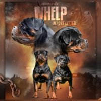 DogsIndia.com - Rottweiler - Logesh Waran - Whiteshadows