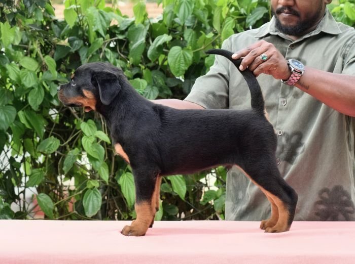 DogsIndia.com - Rottweiler - Logesh Waran - Whiteshadows