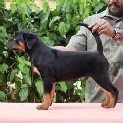 DogsIndia.com - Rottweiler - Logesh Waran - Whiteshadows