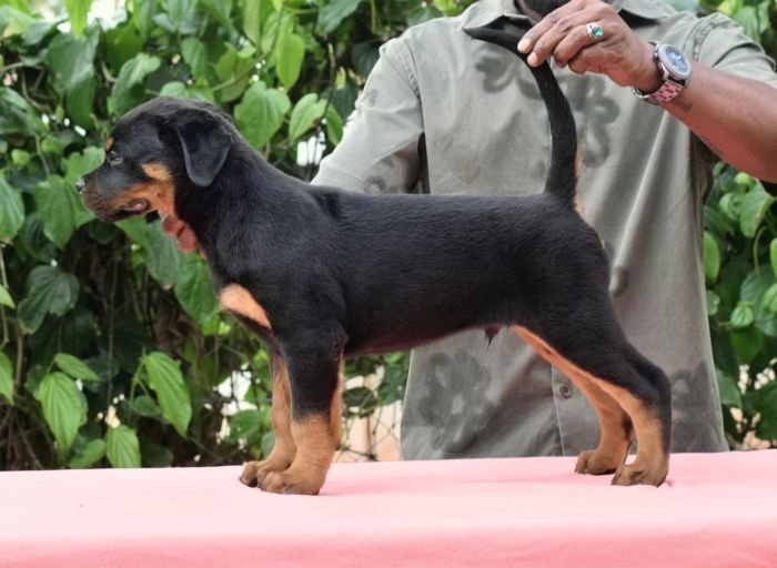 DogsIndia.com - Rottweiler - Logesh Waran - Whiteshadows