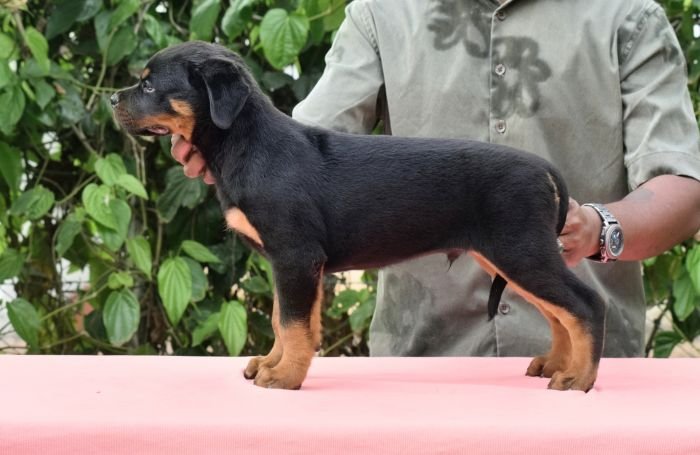 DogsIndia.com - Rottweiler - Logesh Waran - Whiteshadows