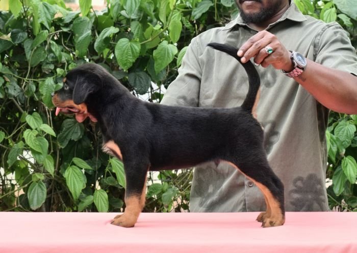 DogsIndia.com - Rottweiler - Logesh Waran - Whiteshadows