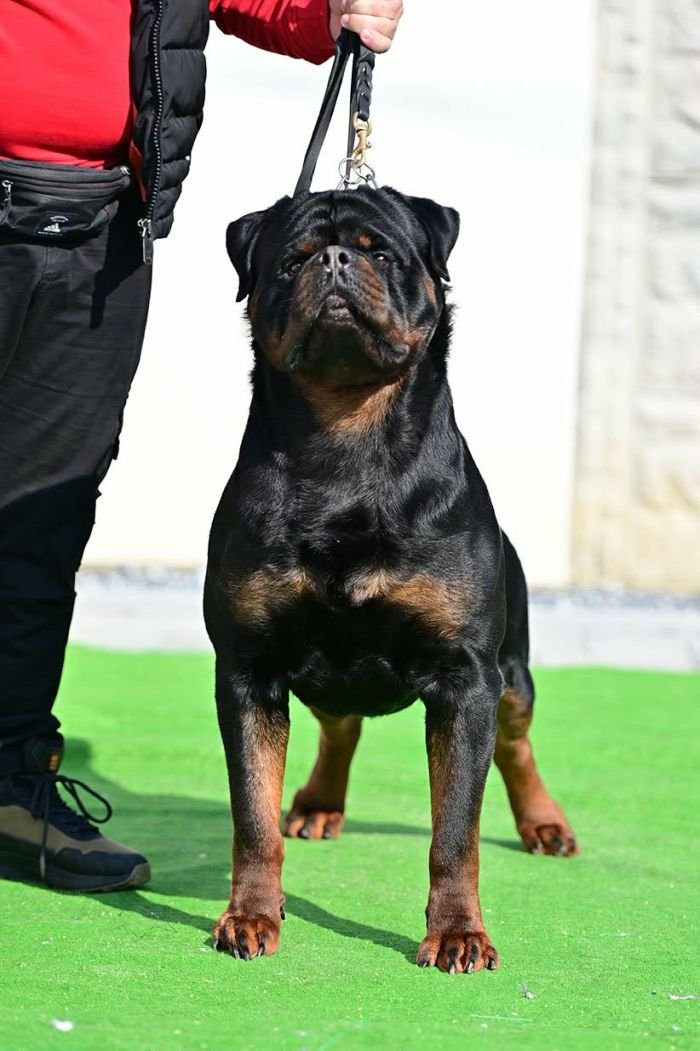 DogsIndia.com - Rottweiler - Logesh Waran - Whiteshadows