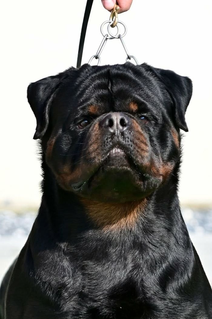 DogsIndia.com - Rottweiler - Logesh Waran - Whiteshadows