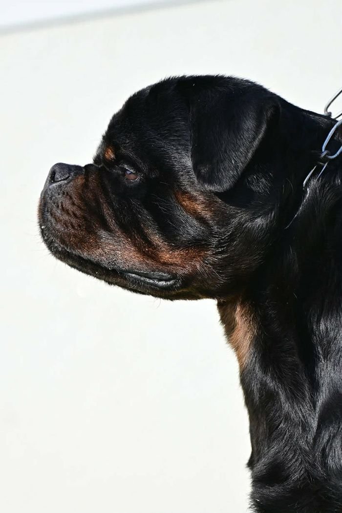 DogsIndia.com - Rottweiler - Logesh Waran - Whiteshadows