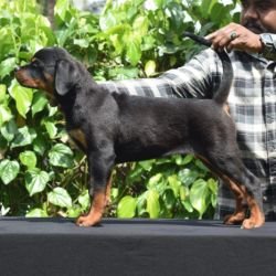 DogsIndia.com - Rottweiler - Logesh Waran - Whiteshadows