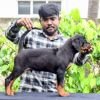 DogsIndia.com - Rottweiler - Logesh Waran - Whiteshadows