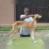 DogsIndia.com  Saluki  Kingshill Kennels