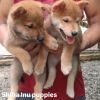 DogsIndia.com - Shiba Inu - Kiran Jose