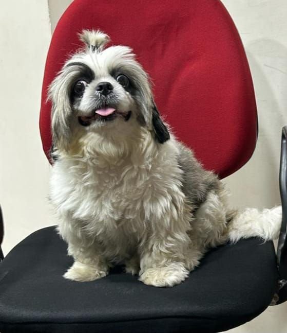 DogsIndia.com - Shih Tzu - Ajit Kennels