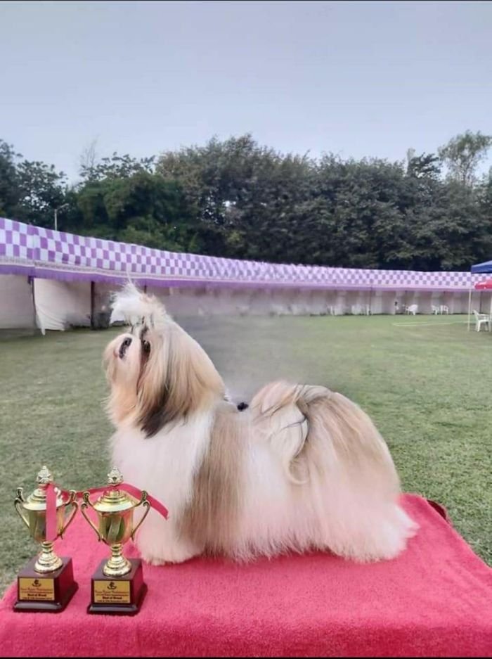 DogsIndia.com - Shih Tzu - Ajit Kennels