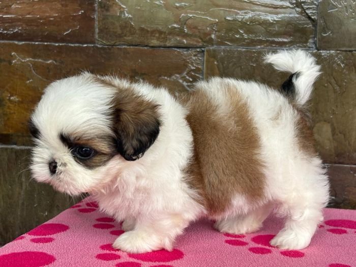 DogsIndia.com - Shih Tzu - Ajit Kennels