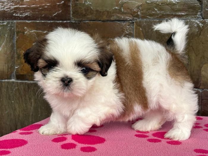 DogsIndia.com - Shih Tzu - Ajit Kennels