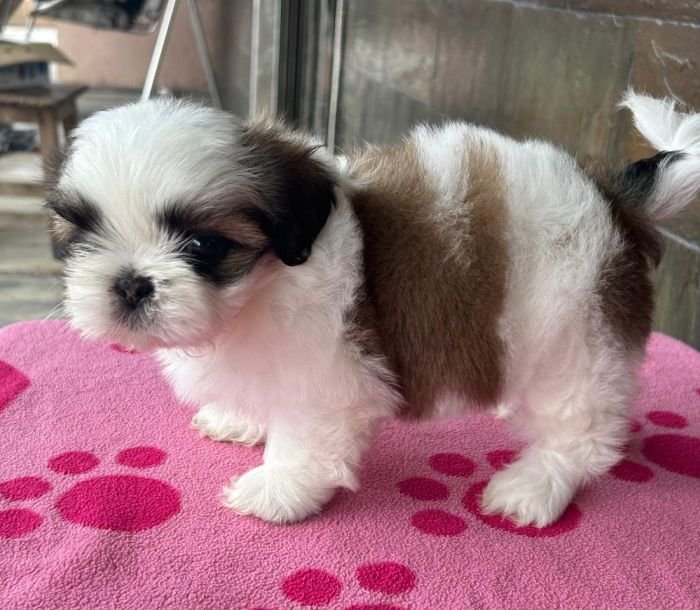 DogsIndia.com - Shih Tzu - Ajit Kennels