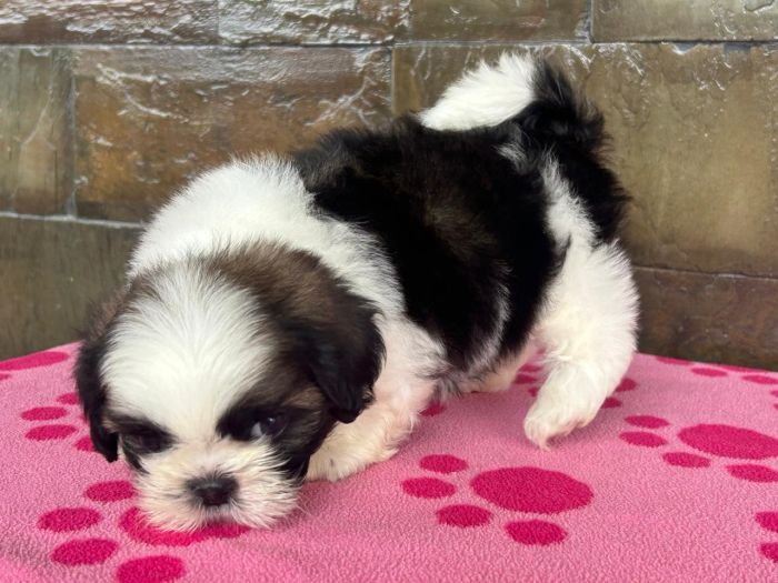 DogsIndia.com - Shih Tzu - Ajit Kennels