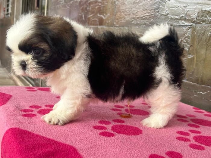 DogsIndia.com - Shih Tzu - Ajit Kennels