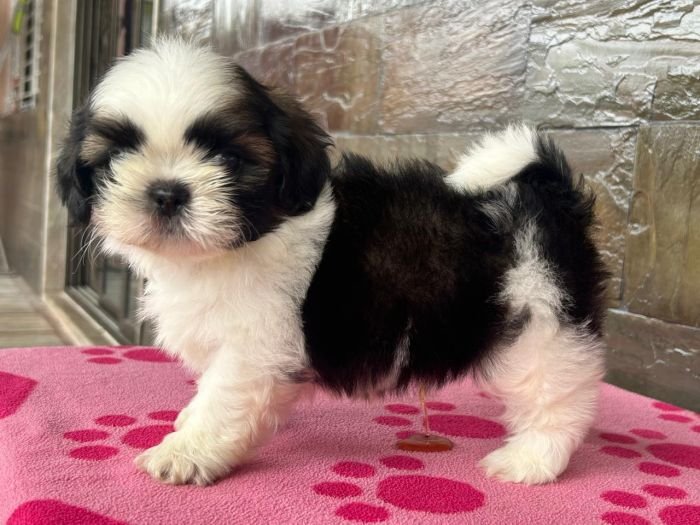 DogsIndia.com - Shih Tzu - Ajit Kennels