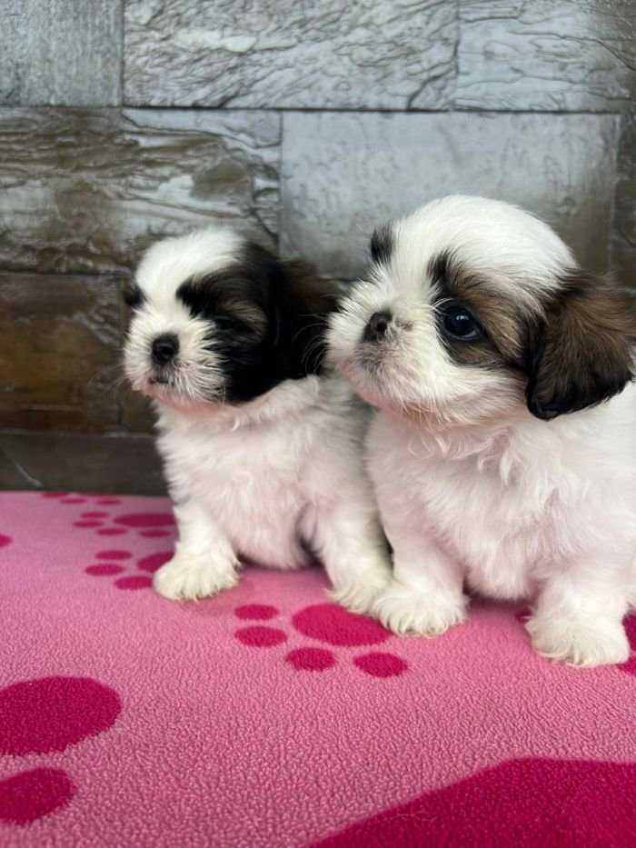 DogsIndia.com - Shih Tzu - Ajit Kennels