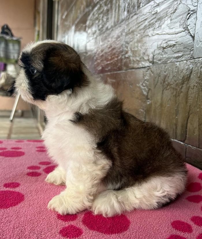 DogsIndia.com - Shih Tzu - Ajit Kennels