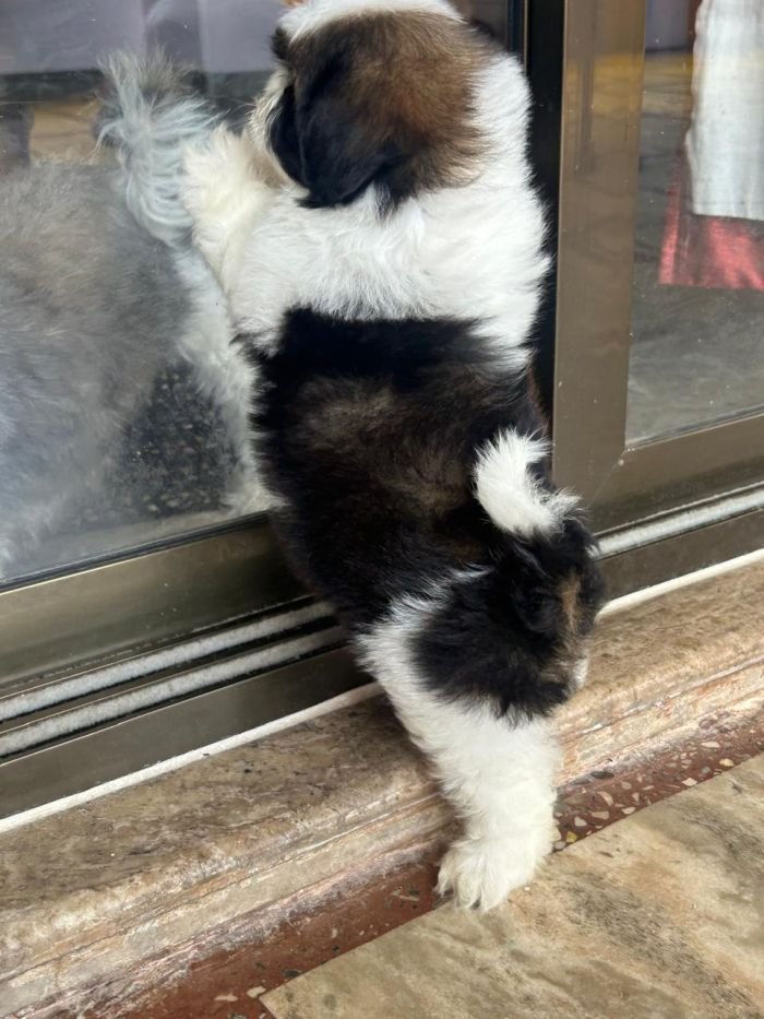 DogsIndia.com - Shih Tzu - Ajit Kennels