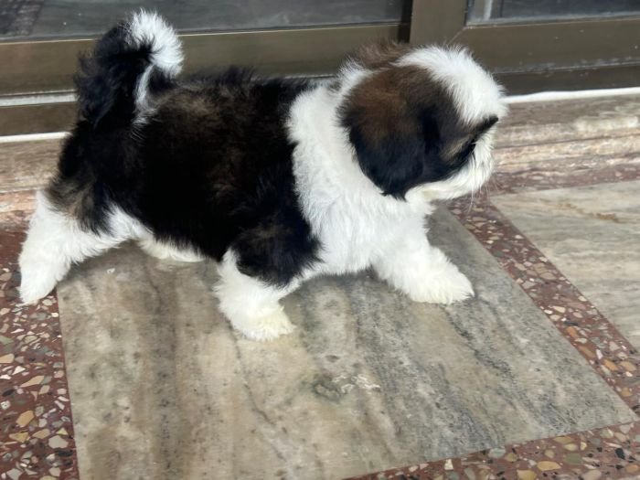 DogsIndia.com - Shih Tzu - Ajit Kennels