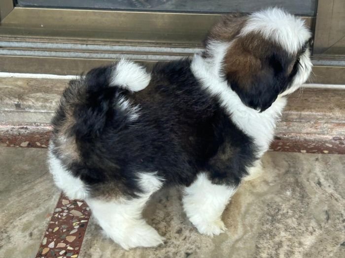 DogsIndia.com - Shih Tzu - Ajit Kennels