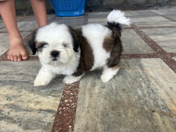 DogsIndia.com - Shih Tzu - Ajit Kennels