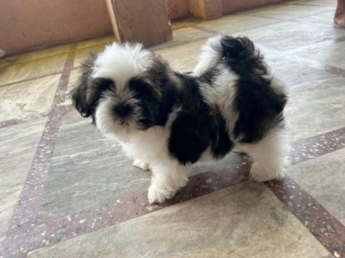 DogsIndia.com - Shih Tzu - Ajit Kennels