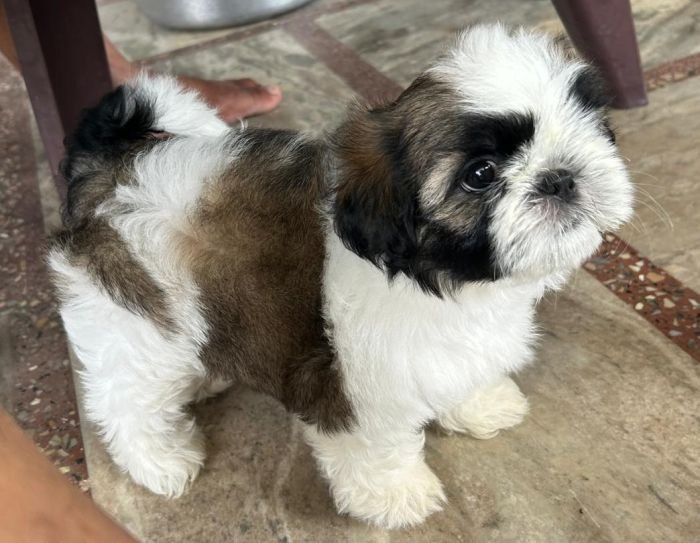 DogsIndia.com - Shih Tzu - Ajit Kennels