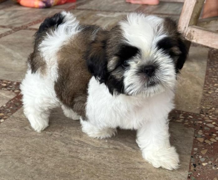 DogsIndia.com - Shih Tzu - Ajit Kennels